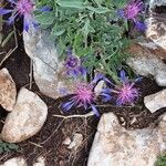 Centaurea triumfettiiÇiçek