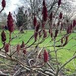 Rhus typhina आदत