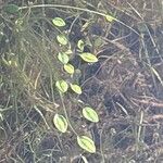 Ranunculus ophioglossifolius Likasa