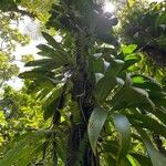 Asplundia insignis Hoja