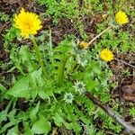 Taraxacum dissectum Хабит