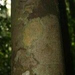 Trymatococcus oligandrus Кора