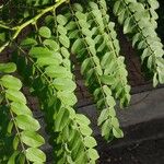 Cassia javanica Leaf