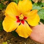 Hibiscus rosa-sinensisFlower