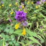 Melampyrum catalaunicumFlower