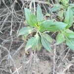 Encelia californica पत्ता