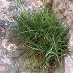 Dianthus hyssopifolius Hoja