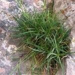 Dianthus hyssopifolius Leaf