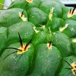 Gymnocalycium pflanzii Hoja