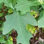 Montanoa bipinnatifida Leaf