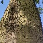 Ceiba insignis Corteza