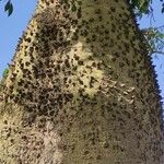 Ceiba insignis Bark