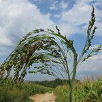 Panicum miliaceum Flor
