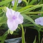 Tradescantia occidentalis Žiedas