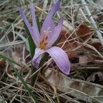 Colchicum bulbocodiumFloare