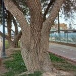Salix alba Écorce