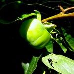 Diospyros virginiana Frukt
