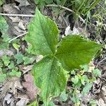 Arisaema triphyllum Leaf