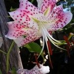 Lilium kelloggii Flower