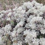 Artemisia arborescens Leht