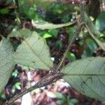 Cordia nodosa Blatt