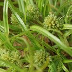 Juncus capitatus 花