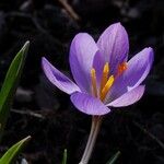 Crocus vernus Blomma