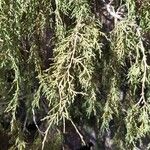 Juniperus seravschanica Folha