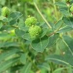Euphorbia hyberna ফল