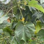Dombeya acutangula Leaf