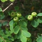 Breynia retusa Fruit