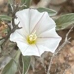 Convolvulus lineatus Blomma