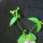 Galinsoga parviflora പുഷ്പം