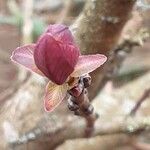 Cotinus coggygria Levél