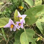 Solanum incanum 花