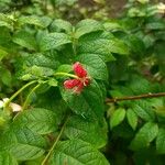 Combretum indicum Flor