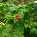 Combretum indicum Fiore