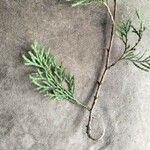 Chamaecyparis thyoides Leaf