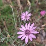 Xeranthemum annuum Flors