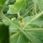 Euphorbia hirsuta 果實
