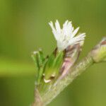 Pseudelephantopus spicatus Flower