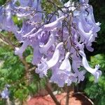 Jacaranda mimosifolia Цвят