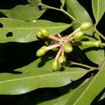 Guatteria dolichopoda Fruit