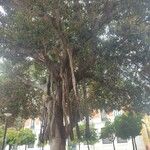 Ficus macrophylla Levél