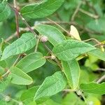 Lessingianthus saltensis Hoja