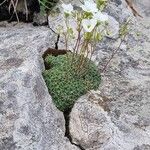 Saxifraga caesia Blüte