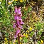 Orchis spitzelii 花