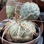 Tephrocactus alexanderiFeuille