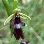 Ophrys insectifera 花