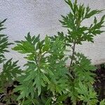 Artemisia verlotiorum Lapas